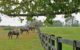 Typische Landschaft im Hinterland von Kentucky. Im Bild sind Pferde auf einer Koppel in der Nähe der Woodford Reserve Distillery zu sehen (Foto: Malt Whisky)