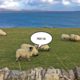 Die richtige Aussprache von Islay aus der Sicht eines Schafs. (Foto: Malt Whisky)