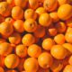 Frische Orangen zum Mixen von fruchtigen Cocktails
